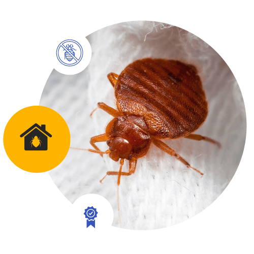 Bed bugs control